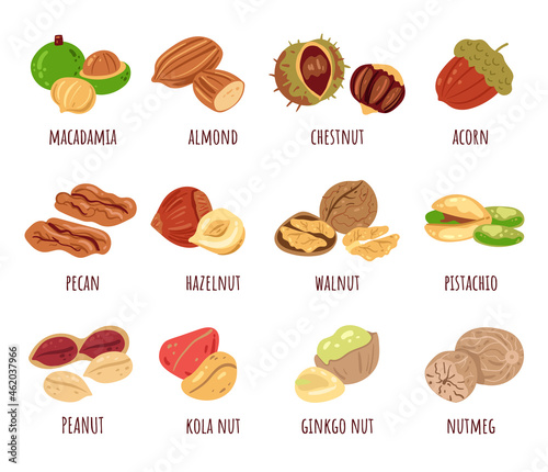 Different nut isolated design element isolated set collection. Vector cartoon hand drawn illustration