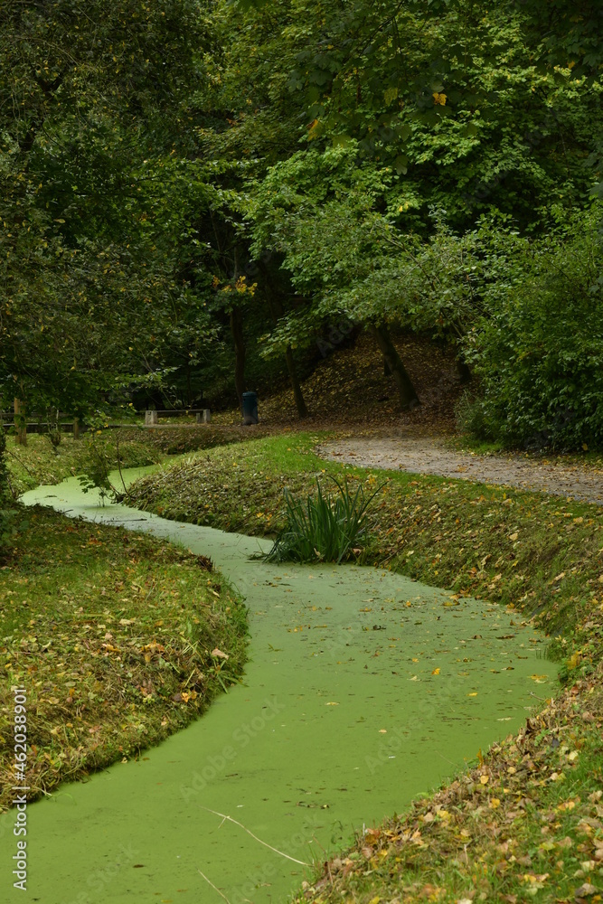 Le ruisseaux Watermaelbeek couvert de micro-nénuphars en zig-zag sous la végétation luxuriante du parc de la Héronnière à Auderghem Le ruisseaux Watermaelbeek couvert de micro-nénuphars en zig-zag sous la végétation luxuriante du parc de la Héronnière à Auderghem