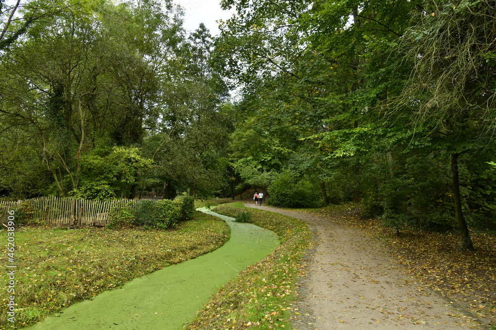 Le ruisseaux Watermaelbeek couvert de micro-nénuphars en zig-zag sous la végétation luxuriante du parc de la Héronnière à Auderghem 