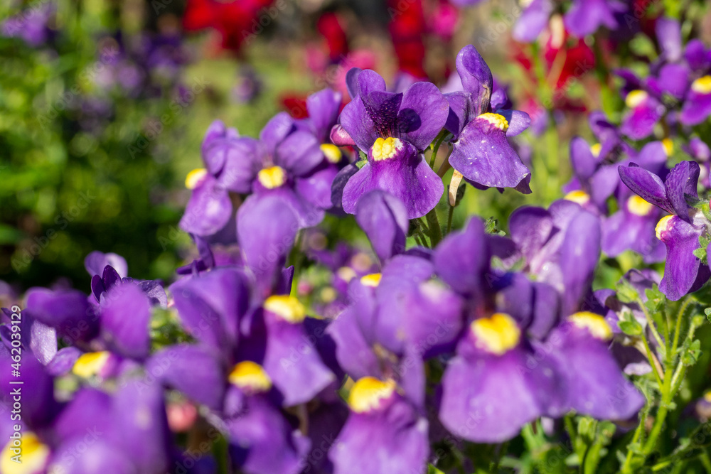 Lila Blüten im Sonnenschein 