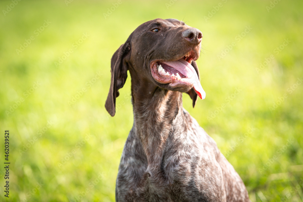 Portrait of Satisfied German smooth-haired pointer against the background of yellow-green grass