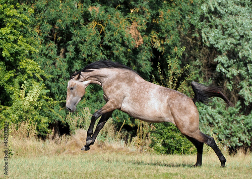 A young warmblood horse born of a bay in the process of changing color to gray