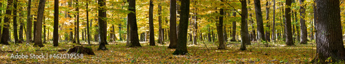 Image of yellow trees in the autumn forest. Panorama of nature in autumn in the forest between the fallen leaves of trees