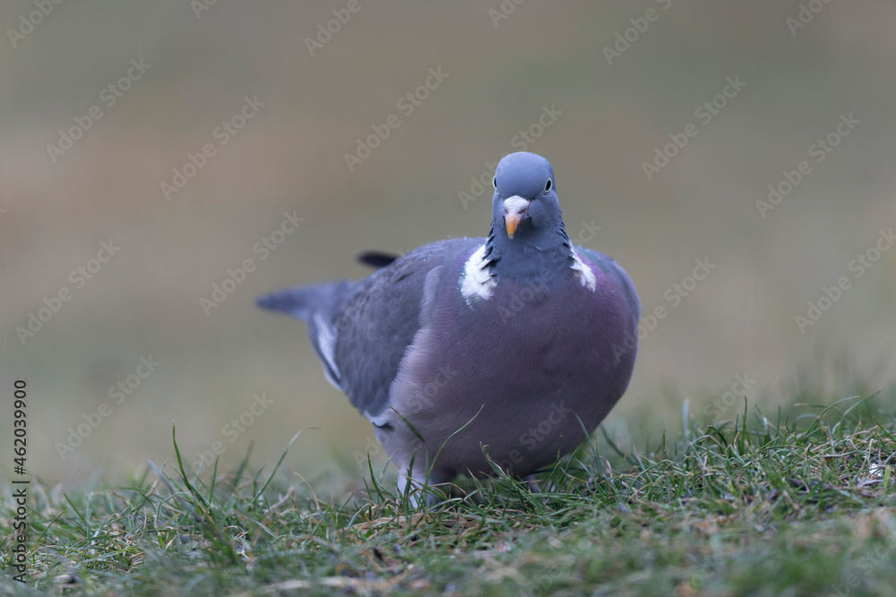 Fototapeta premium Wood pigeon Columba palumbus in close view perched oder on ground