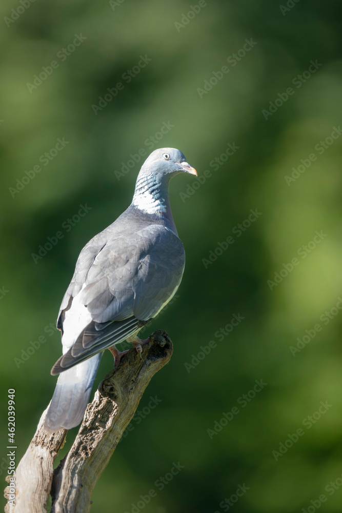 Wood pigeon Columba palumbus in close view perched oder on ground Wood pigeon Columba palumbus in close view perched oder on ground