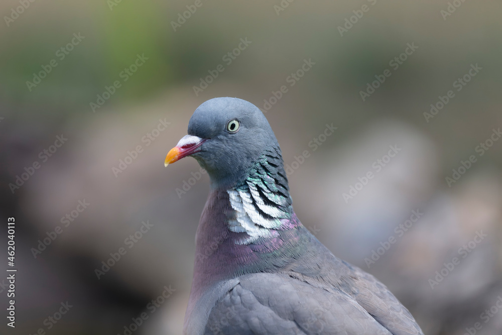 Wood pigeon Columba palumbus in close view perched oder on ground Wood pigeon Columba palumbus in close view perched oder on ground