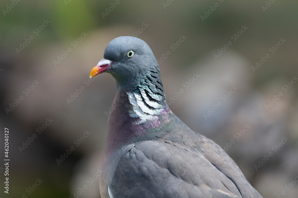 Wood pigeon Columba palumbus in close view perched oder on ground Wood pigeon Columba palumbus in close view perched oder on ground