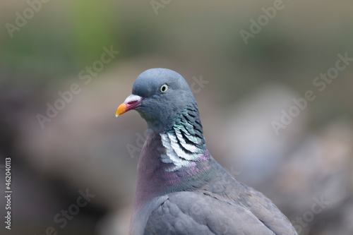 Wood pigeon Columba palumbus in close view perched oder on ground © denis