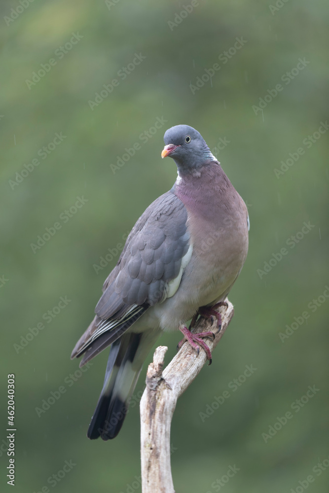 Fototapeta premium Wood pigeon Columba palumbus in close view perched oder on ground
