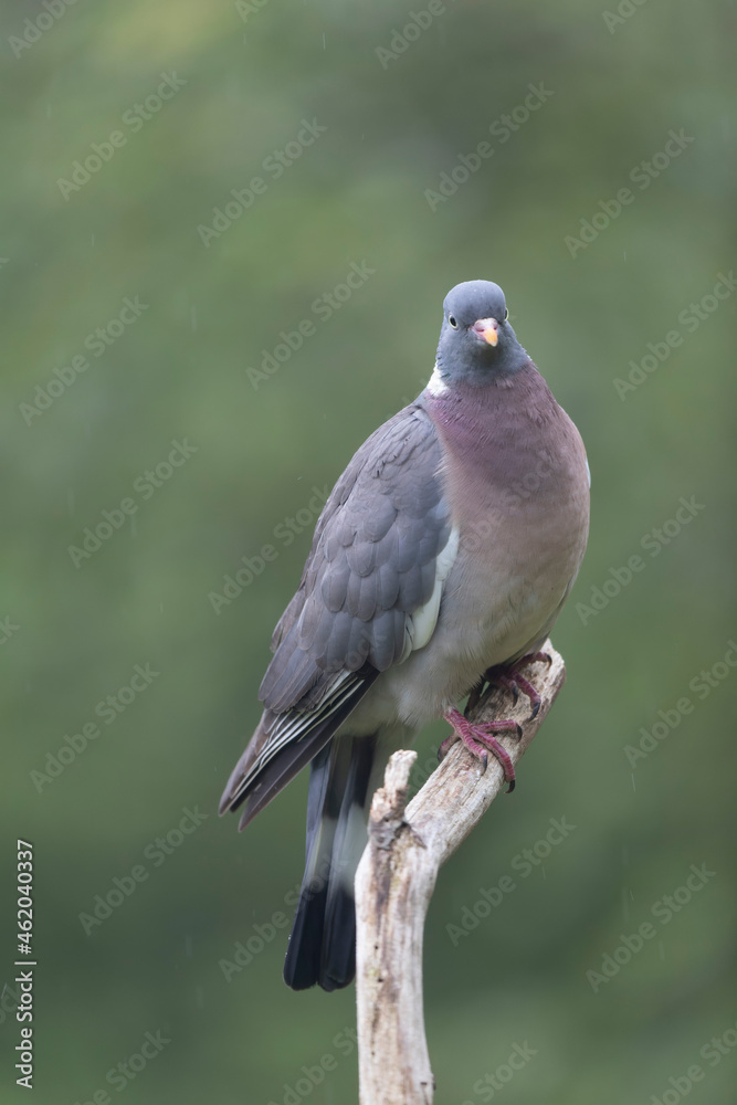 Wood pigeon Columba palumbus in close view perched oder on ground Wood pigeon Columba palumbus in close view perched oder on ground