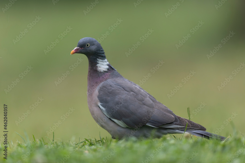 Wood pigeon Columba palumbus in close view perched oder on ground Wood pigeon Columba palumbus in close view perched oder on ground