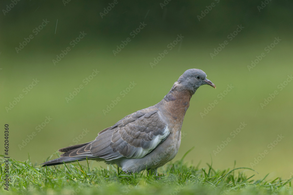 Wood pigeon Columba palumbus in close view perched oder on ground Wood pigeon Columba palumbus in close view perched oder on ground