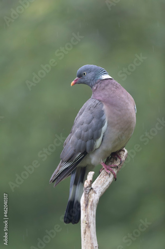 Wood pigeon Columba palumbus in close view perched oder on ground