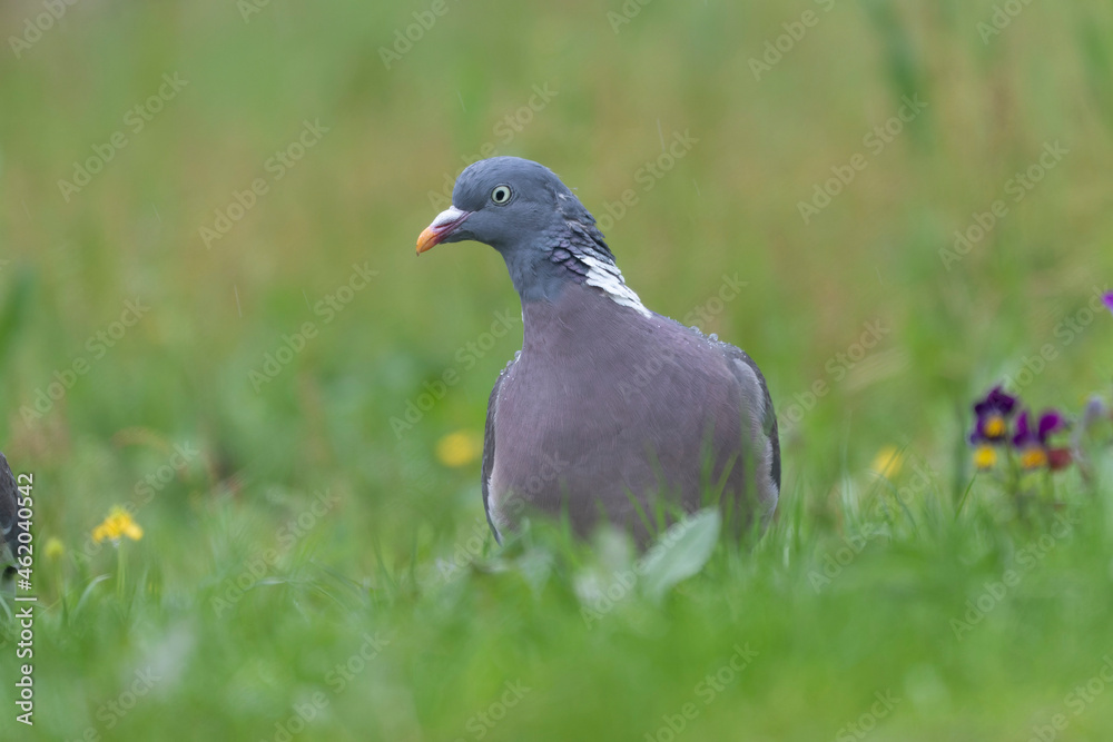 Wood pigeon Columba palumbus in close view perched oder on ground Wood pigeon Columba palumbus in close view perched oder on ground