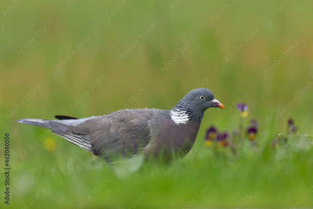 Wood pigeon Columba palumbus in close view perched oder on ground Wood pigeon Columba palumbus in close view perched oder on ground