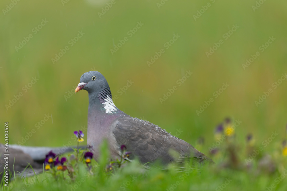 Wood pigeon Columba palumbus in close view perched oder on ground Wood pigeon Columba palumbus in close view perched oder on ground