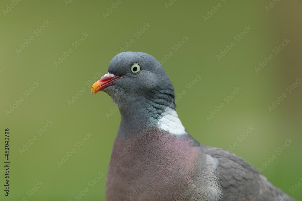 Wood pigeon Columba palumbus in close view perched oder on ground Wood pigeon Columba palumbus in close view perched oder on ground