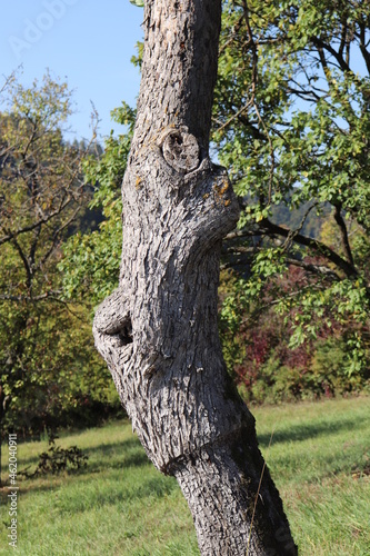 Apfelbaum Obstbaum am Stamm gepfropft veredelt  Propfen Baumveredelung Obstanbau Streuobst Streuobstwiese