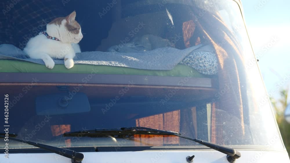 Vidéo Stock Cat laying on bed in rv integra camper car and looking ...