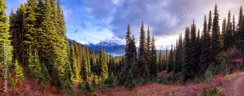 Fototapeta Naklejka Na Ścianę i Meble -  Green Trees and Wild Flowers in Canadian nature. Sunny Fall Season. Taken in Garibaldi Provincial Park, located near Whistler and Squamish, North of Vancouver, BC, Canada. Panorama