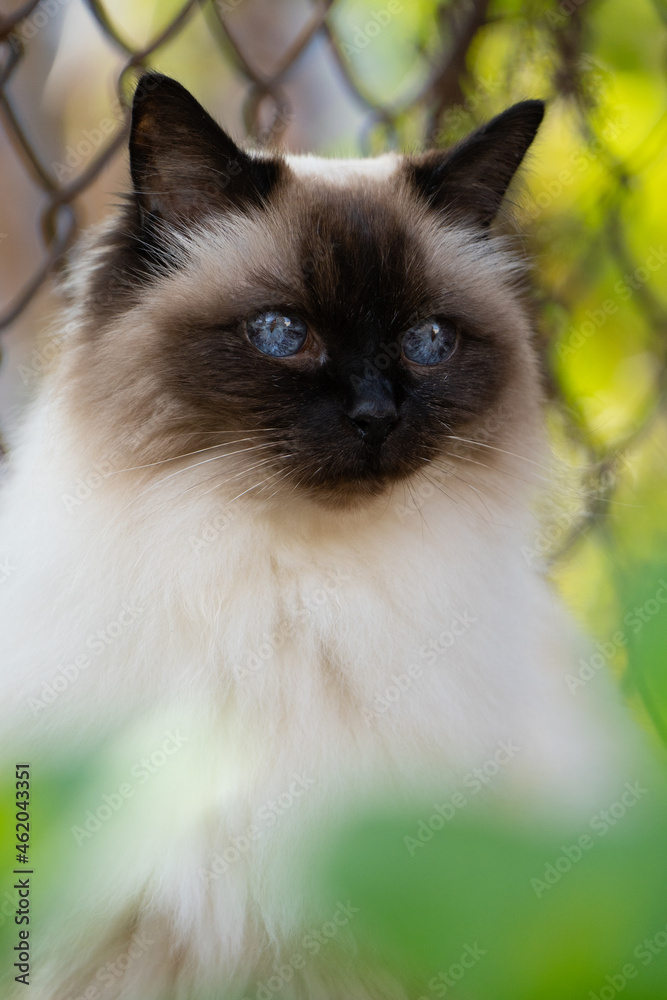 Portrait of a Balinese cat