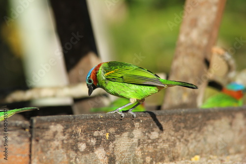 Close-up de pássaro multicolorido na casinha de passarinho