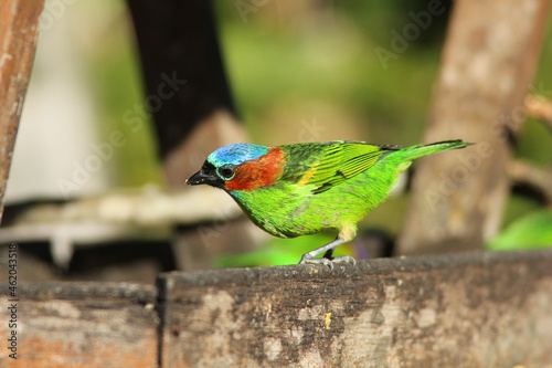 Close-up de pássaro multicolorido na casinha de passarinho