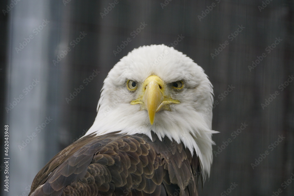 Raubvogel Adler Eule Greifvogel Jäger Nahaufnahme Raubvogel Adler Eule Greifvogel Jäger Nahaufnahme