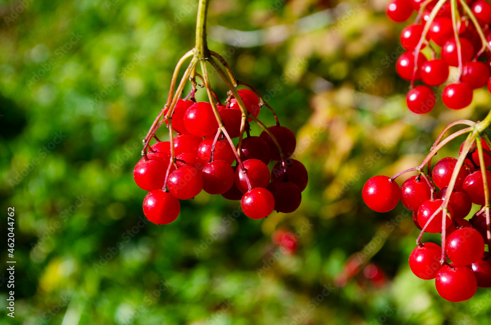 Closeup of bunches of red berries of a Guelder rose or Viburnum opulus shrub on a sunny day Closeup of bunches of red berries of a Guelder rose or Viburnum opulus shrub on a sunny day