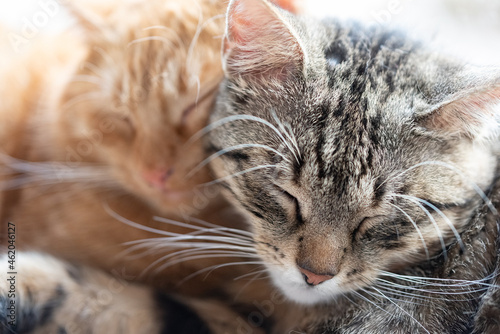 Two cats cuddle in a dream. Resting cats close up. Colorful striped cats.
