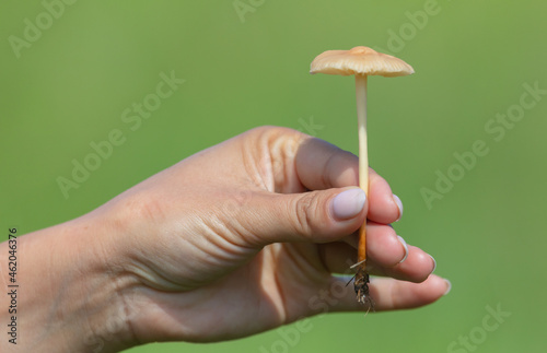 Mushroom with a thin leg in the hand outdoors in summer.