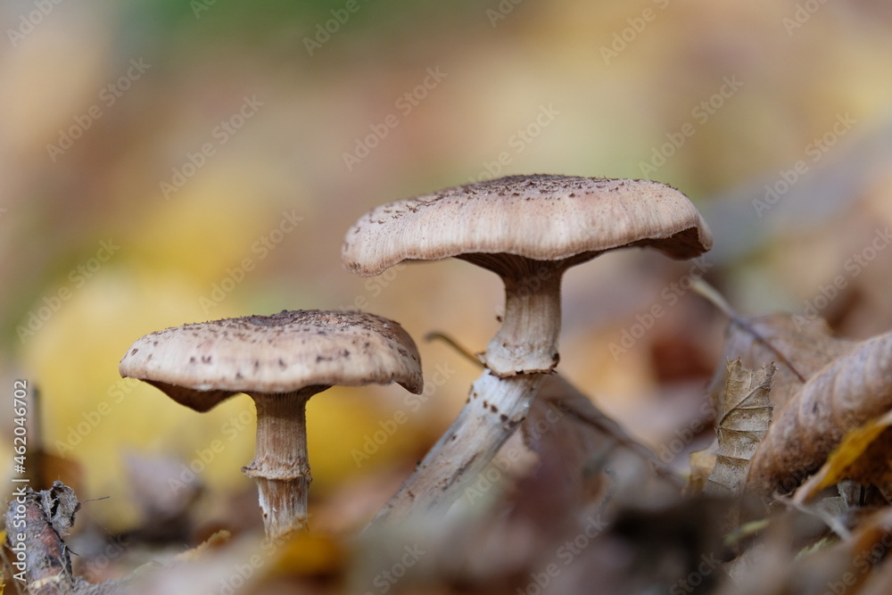 Pilze Pilze