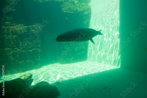 Harbor seal diving underwater in Seattle aquarium.