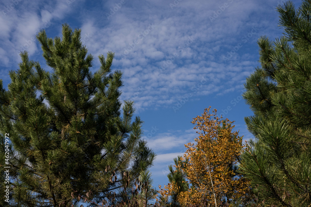 trees against sky trees against sky