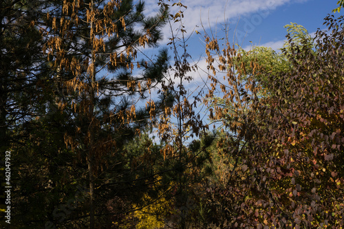trees in the woods