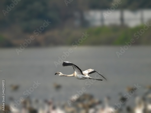 Lesser flamingo in flight