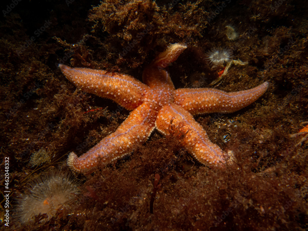 A closeup picture of a common starfish, common sea star or sugar starfish, Asterias Rubens. Picture from the Weather Islands, Skagerack Sea, Sweden A closeup picture of a common starfish, common sea star or sugar starfish, Asterias Rubens. Picture from the Weather Islands, Skagerack Sea, Sweden