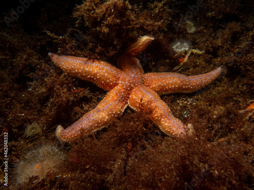 A closeup picture of a common starfish  common sea star or sugar starfish  Asterias Rubens. Picture from the Weather Islands  Skagerack Sea  Sweden