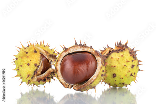 Three unpeeled chestnuts, close-up, isolated on white.