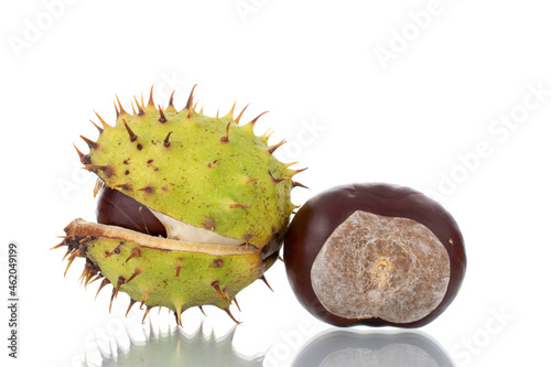 One unpeeled and one peeled chestnut, close-up, isolated on white.