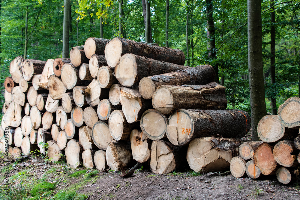 Wooden Logs with Forest on Background. Trunks of trees cut and stacked in the foreground. Pile of wood logs on edge of forest. Stacked Firewood. Wooden Logs with Forest on Background. Trunks of trees cut and stacked in the foreground. Pile of wood logs on edge of forest. Stacked Firewood.