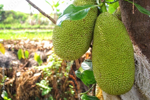 jackfruit in tree