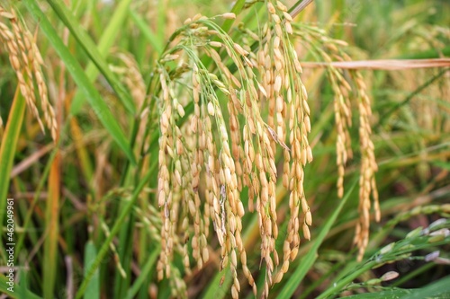 rice field
