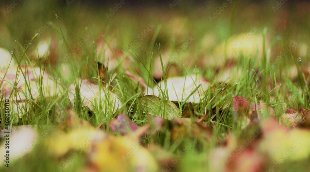 colorful leaves on green grass in autumn colorful leaves on green grass in autumn