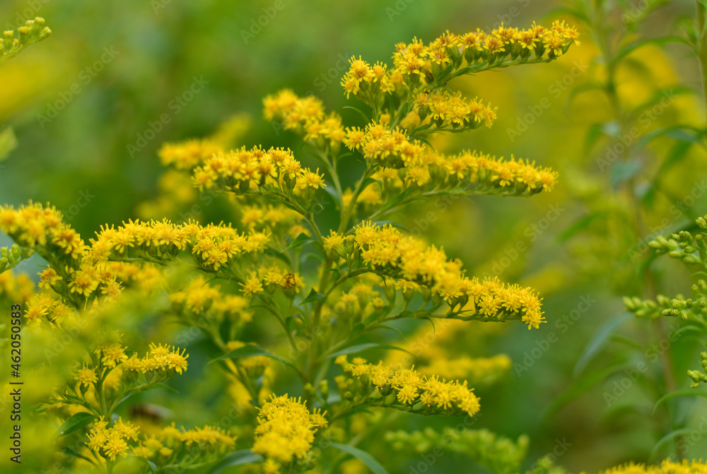 Beautiful flowering medicinal plant goldenrod (Solidago virgaurea) close-up on a blurry background Beautiful flowering medicinal plant goldenrod (Solidago virgaurea) close-up on a blurry background
