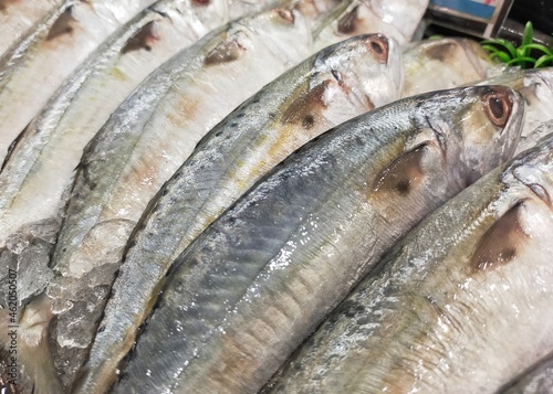 fresh fish on the market