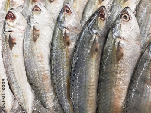 fresh fish on the market