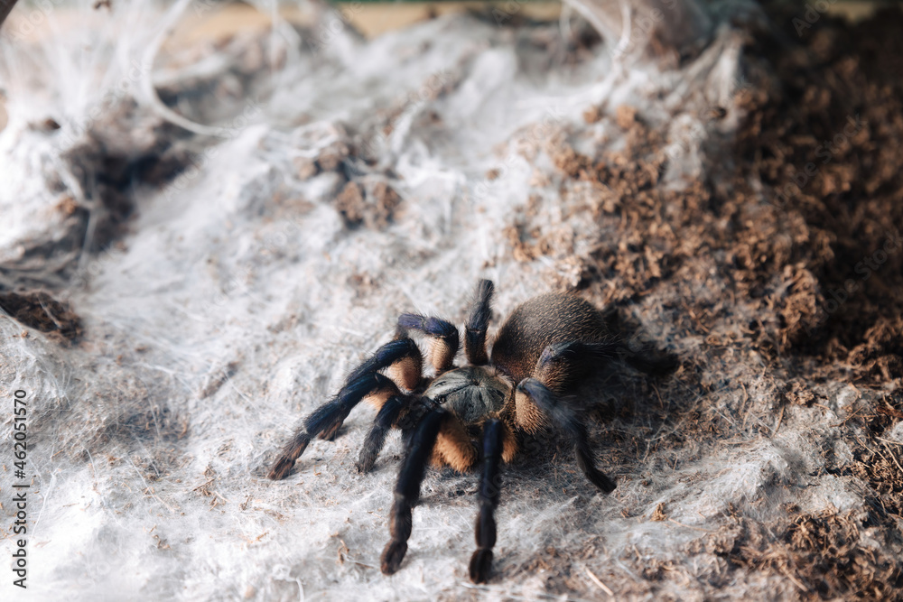 Large tarantula spider on an earthen surface. Large tarantula spider on an earthen surface.