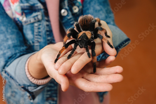 A large tarantula spider sits on the arm.