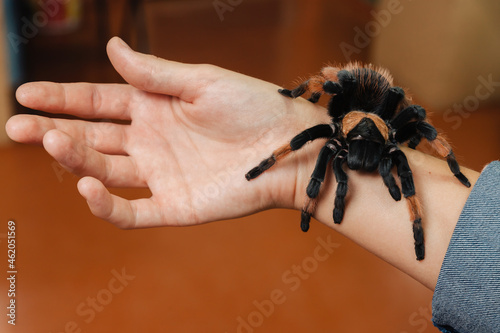 A large tarantula spider sits on the arm.